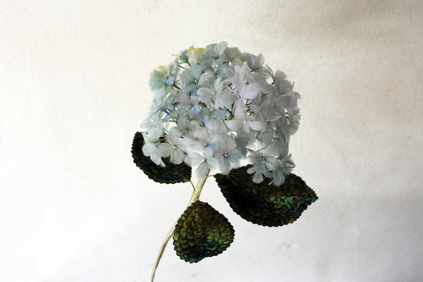 Hortensia